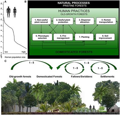 How People Domesticated Amazonian Forests